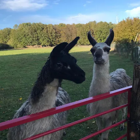 La Fermette Des Lamas Hébergement de vacances Savigny-Lévescault