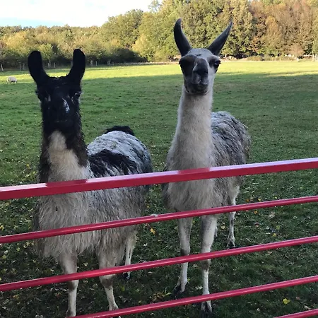 La Fermette Des Lamas Savigny-Lévescault